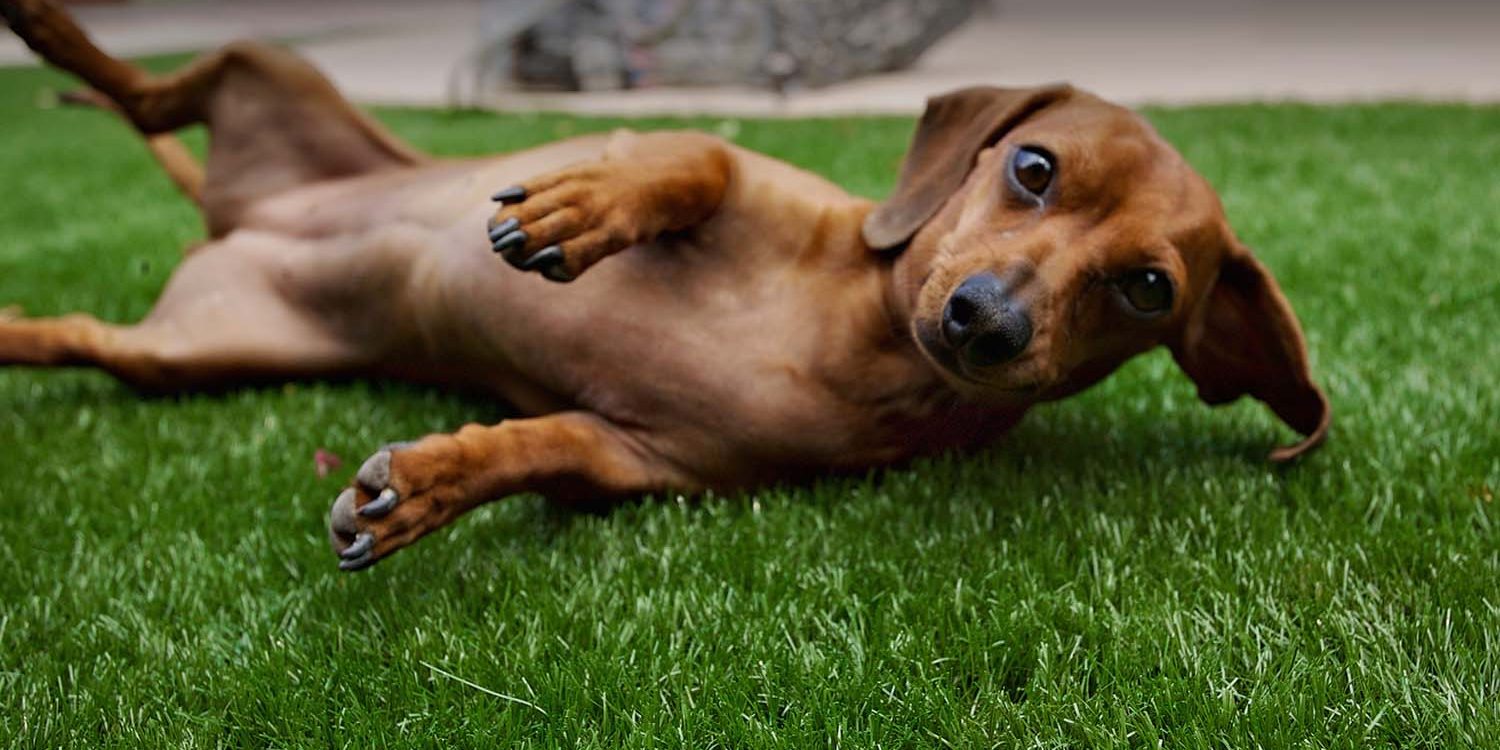 parcs de gazon artificiel