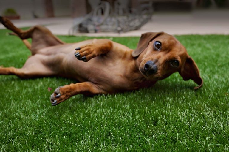 parcs de gazon artificiel