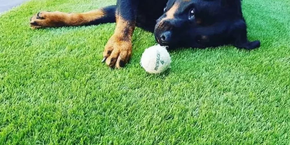 cesped-artificial-para-mascotas