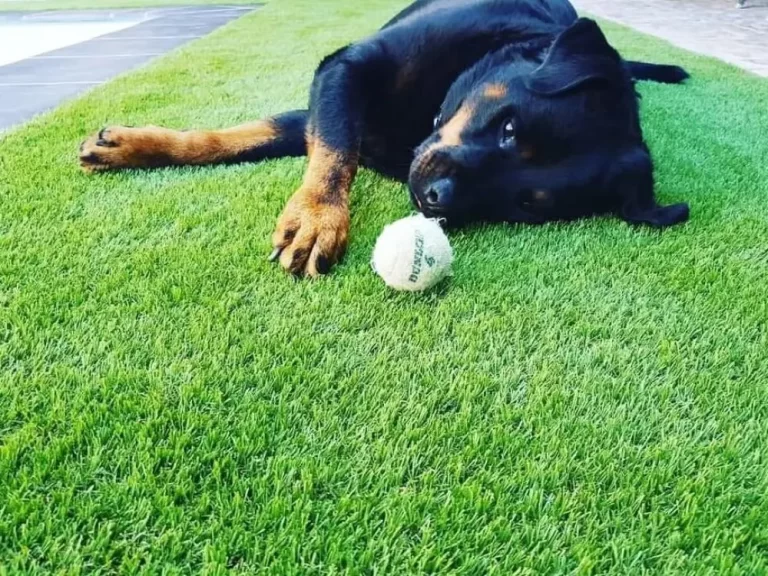 artificial-grass-for-pets