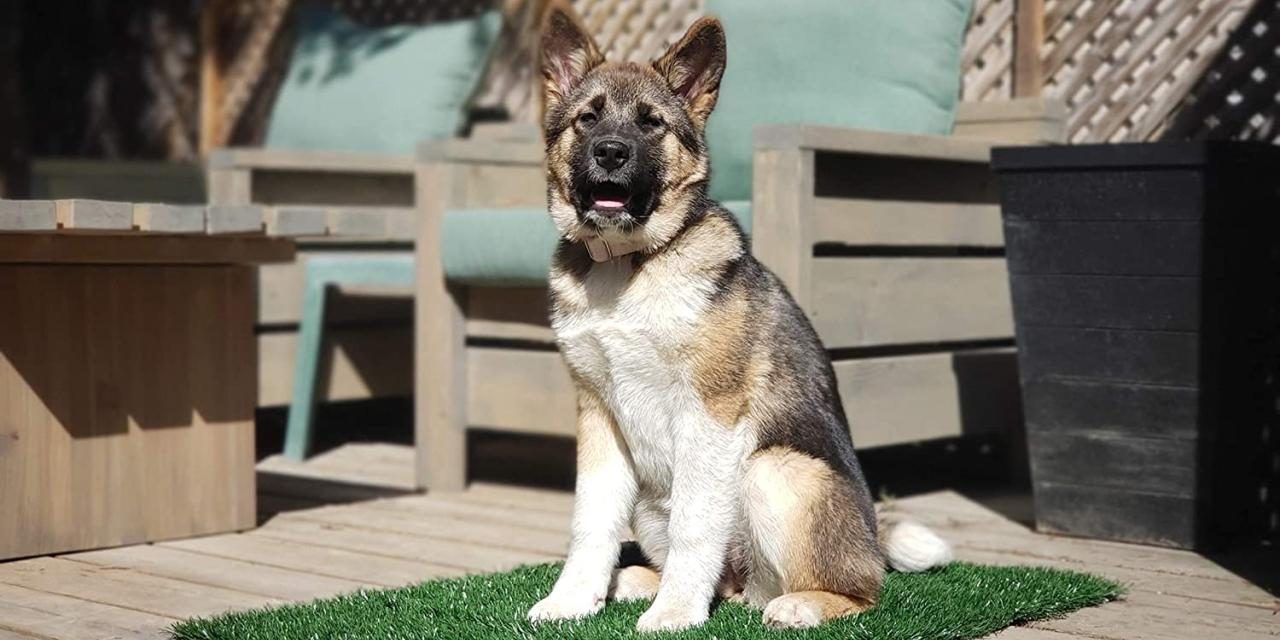 Almohadilla de baño para mascotas Artificialara mascotaspcésped para perrosicial para mascotas pet friendly artificial grass,Dog Turf & Artificial Grass for Pets